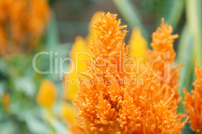 Yellow color flower isolate green leaf background