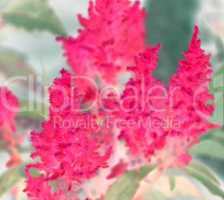 Natural leaf and flower background for text used