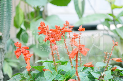 Yellow color flower isolate green leaf background