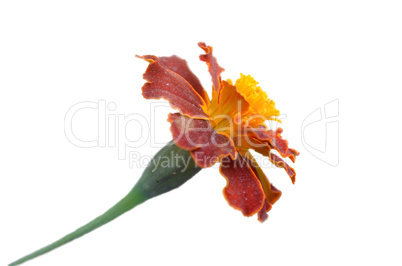 Yellow flower isolated on white background.