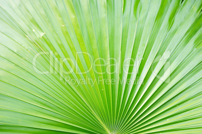 Natural leaf background Texture Pattern of palm tree