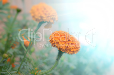 Yellow color flower isolate green leaf background