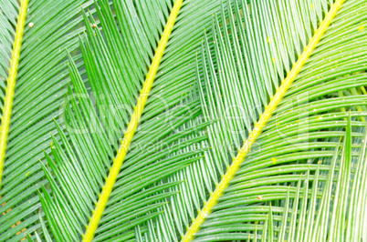 Natural leaf background Texture Pattern of palm tree