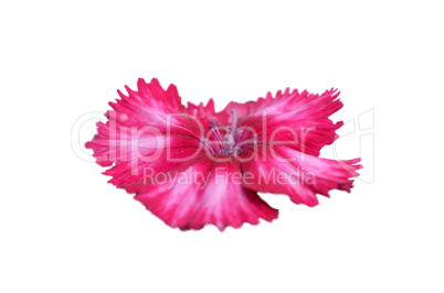 Pink flower isolated on white background.
