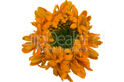 Yellow flower isolated on white background.