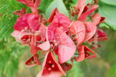 Pink Flowers Blossoming Tree Branch