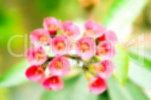 Pink Flowers Blossoming Tree Branch lens blur
