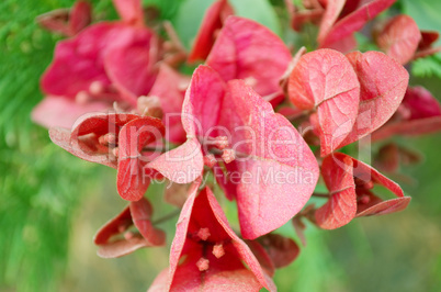 Pink Flowers Blossoming Tree Branch