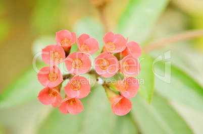 Pink Flowers Blossoming Tree Branch lens blur
