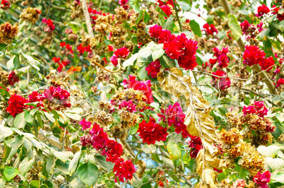 Pink Flowers Blossoming Tree Branch