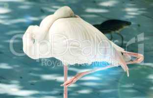 White color swan bird stand up with one leg