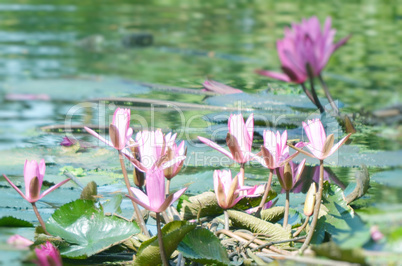 Lily flower on the water