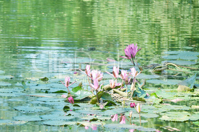 Lily flower on the water