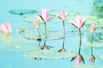 Lily flower on the water