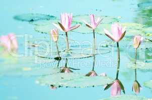 Lily flower on the water