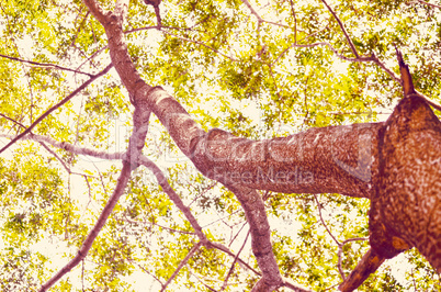 Tree in a green forest in spring