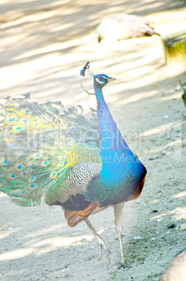 Peacock Spreading Its Tail