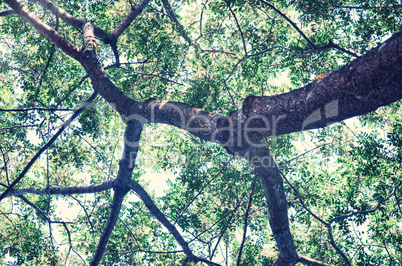 Tree in a green forest in spring