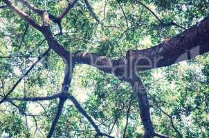 Tree in a green forest in spring