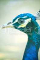 Peacock lens blur background