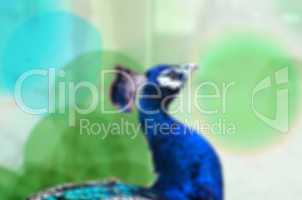 Peacock on lens blur background