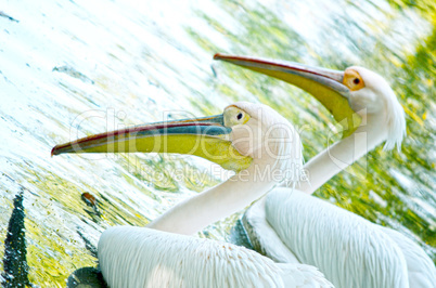 Photo of a beautiful white swan in the lake