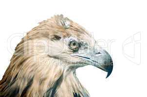 Eagle bird isolate white background