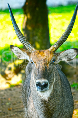 Close up portrait of deer In The Meadow