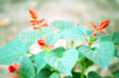 Natural flower lens blur create the abstract background