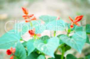 Natural flower lens blur create the abstract background