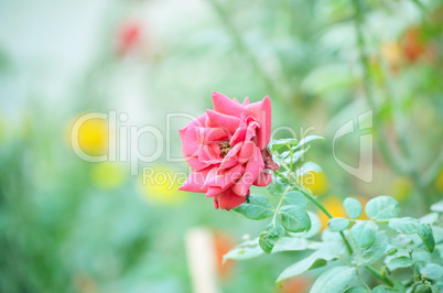 Pink color rose isolate green leaf background