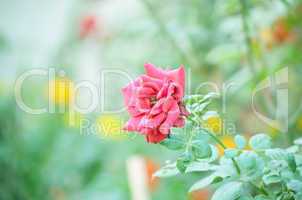 Pink color rose isolate green leaf background