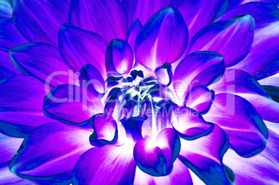 The closeup surface of dahlia flower