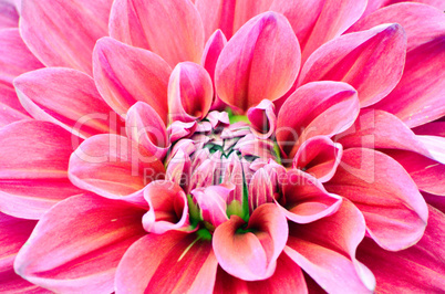 The closeup surface of dahlia flower