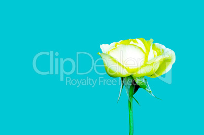 Yellow color rose flower isolate green  background