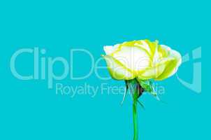 Yellow color rose flower isolate green  background