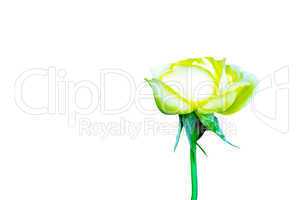 Yellow color rose flower isolate white background