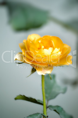 Yellow color rose flower