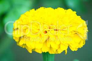 Yellow color flower isolate green leaf background