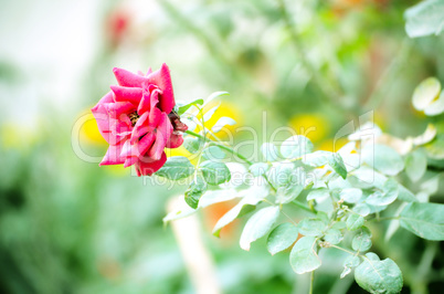 Pink color rose isolate green leaf background