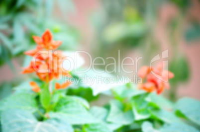 Natural flower lens blur create the abstract background