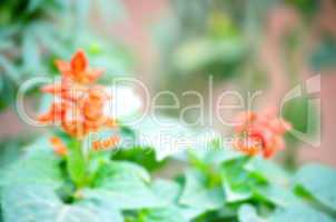 Natural flower lens blur create the abstract background