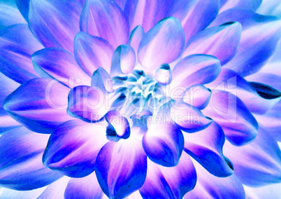 The closeup surface of dahlia flower