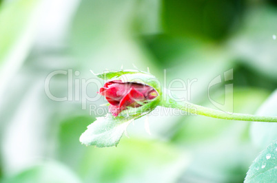 Pink color rose isolate green leaf background