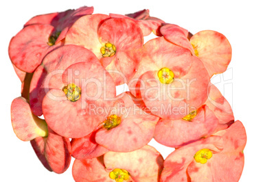 Yellow flower isolated on white background.