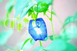 Blue color leaf flower