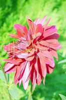 Red color Dahlia flower