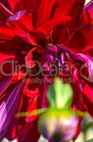 Red color Dahlia flower