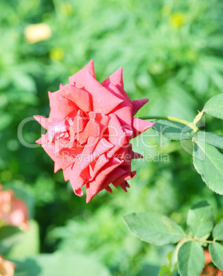 Pink color rose isolate green leaf background