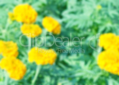 Yellow Flower isolate green leaf background create  background